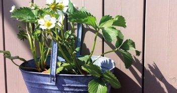 Container Gardening - August 2016 - Issue 254