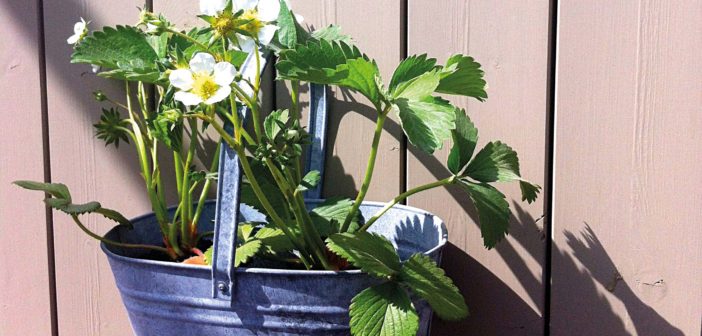 Container Gardening - August 2016 - Issue 254