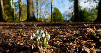 Snowdrop walks around Ireland