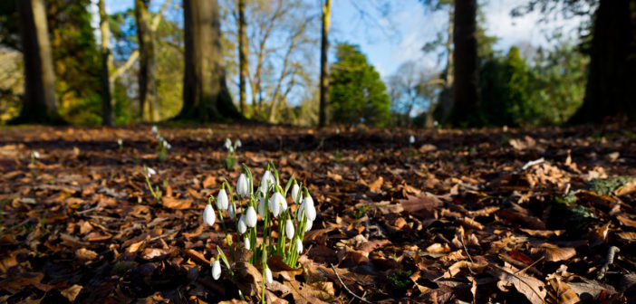 Snowdrop walks around Ireland