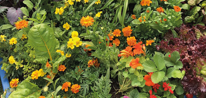 Gardening - August 2018 - Issue 278