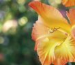 Gardening - April 2023 - Issue 332