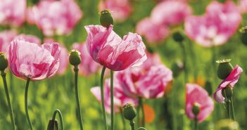 Gardening - May 2023 - Issue 333