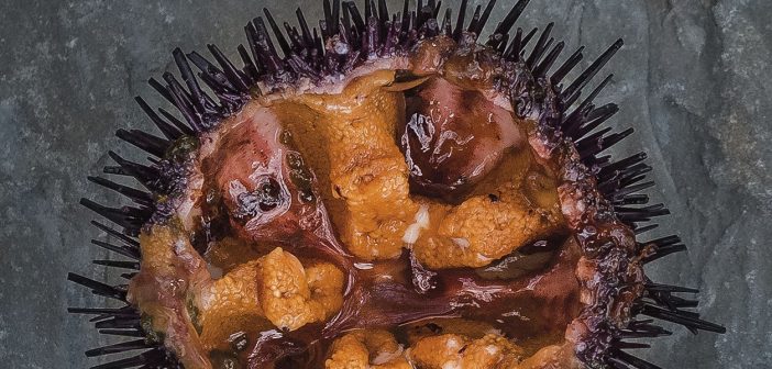 Sea Urchin with Buttermilk and Tarragon