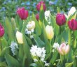 Gardening - May 2025 - Issue 357