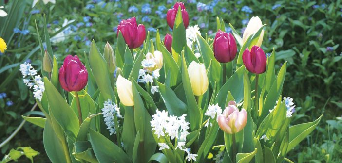 Gardening - May 2025 - Issue 357