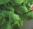 Gardening - July 2025 - Issue 359