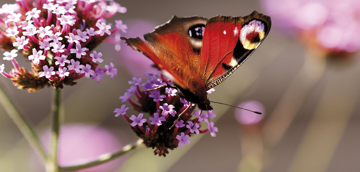 Gardening – May 2026 – Issue 369